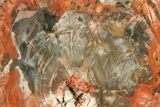 Colorful, Pink Petrified Wood (Araucaria) Round - Arizona #299227-1